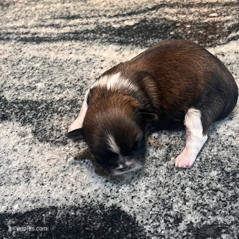 FRANK  – Shih Tzu puppy for sale in Brookfield, WI
