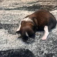 AKC FRANK , a male Shih Tzu for sale in Brookfield, WI – 2 of 4