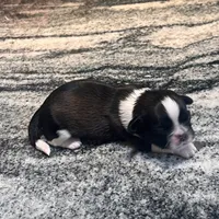 BUDDY , a male Shih Tzu for sale in Brookfield, WI – 3 of 4
