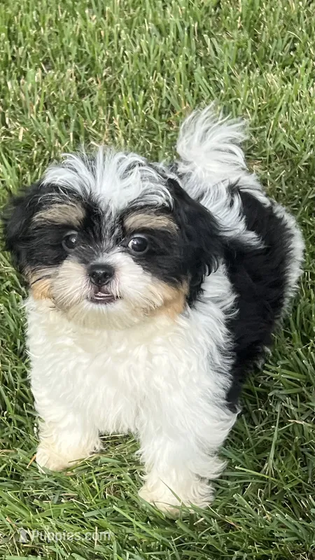 BROOKFIELD BOY CHARLIE SHICHON  – Shih Tzu puppy for sale in Brookfield, WI