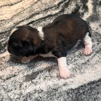 BUDDY , a male Shih Tzu for sale in Brookfield, WI – 2 of 4
