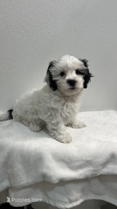 BOBO – Shichon puppy for sale in Milwaukee, WI