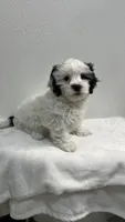 FREDDIE BOY BROOKFIELD, a male Shichon for sale in Brookfield, WI – 1 of 3