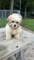 EDDIE , a male Shih Tzu for sale in Brookfield, WI – 4 of 4
