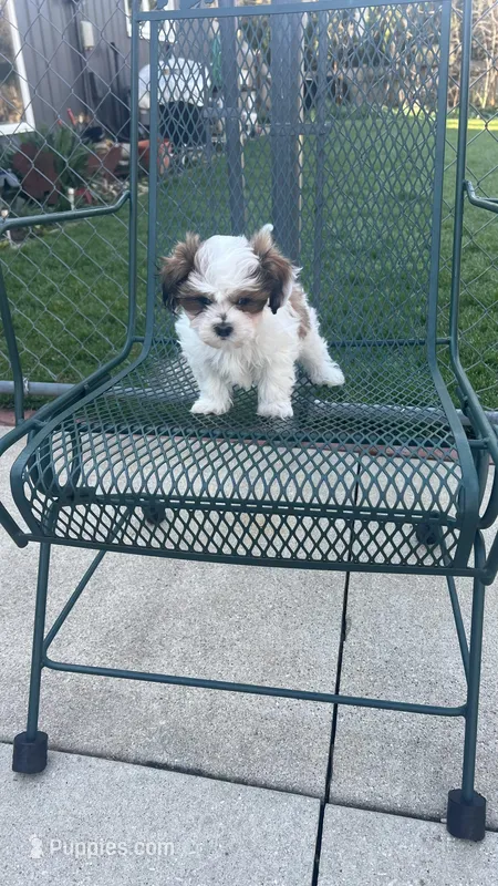 MILWAUKEE AREA GIRL READY – Shichon puppy for sale in Brookfield, WI