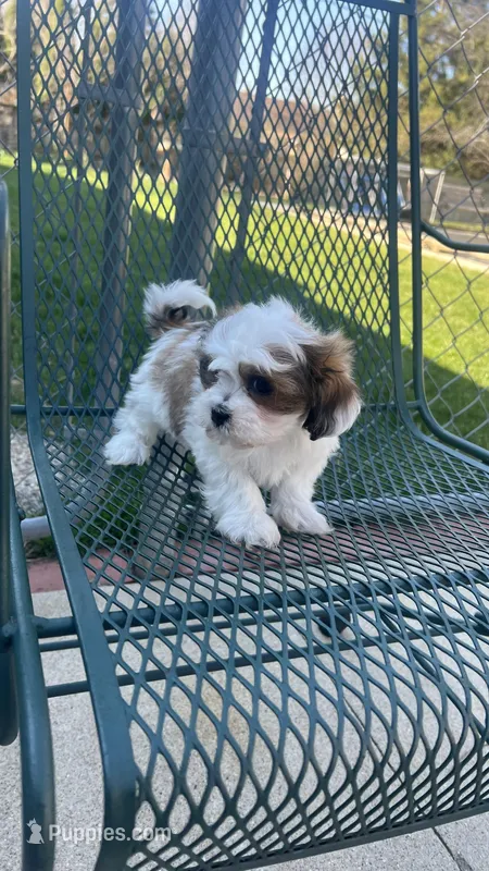 MILWAUKEE AREA GIRL READY – Shichon puppy for sale in Brookfield, WI
