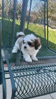 MILWAUKEE AREA GIRL READY, a female Shichon for sale in Brookfield, WI – Photo 1 of 2