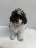MILWAUKEE AREA BOY READY, a male Shihpoo for sale in Brookfield, WI – Photo 2 of 2