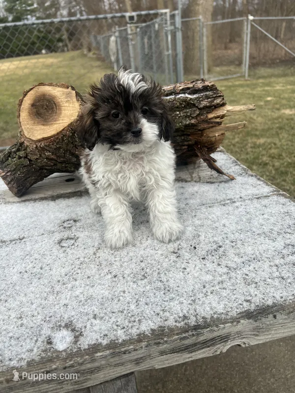 MILWAUKEE AREA BOY READY – Shihpoo puppy for sale in Brookfield, WI