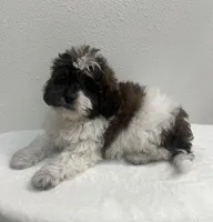 MILWAUKEE AREA BOY READY, a male Shihpoo for sale in Brookfield, WI – Photo 1 of 2