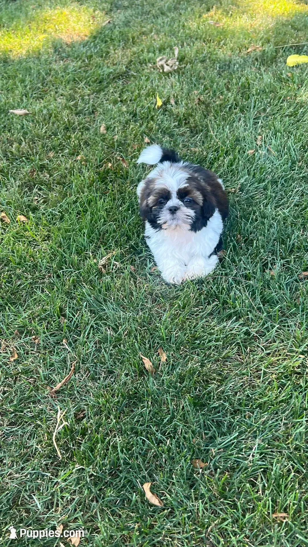 BROOKFIELD (BUSTER) AKC registered boy, a male Shih Tzu for sale in Brookfield, WI – 7 of 7