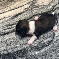 AKC ROMEO , a male Shih Tzu for sale in Brookfield, WI – 3 of 4