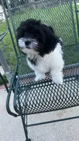 MILWAUKEE AREA BOY AVAILABLE, a male Shichon for sale in Milwaukee, WI – 8 of 8
