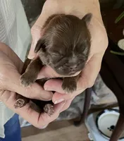 BROOKFIELD GIRL, a female Shih Tzu for sale in Brookfield, WI – 2 of 3