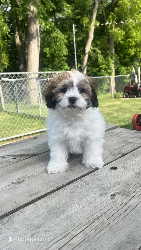 TEDDY – Shichon puppy for sale in Milwaukee, WI