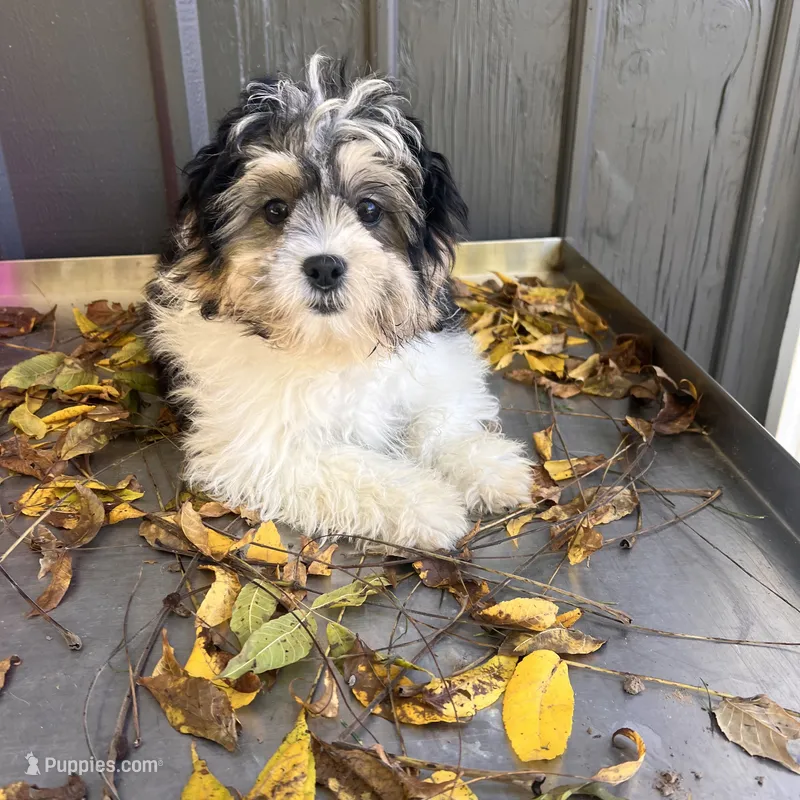 ROSE – Shichon puppy for sale in Brookfield, WI