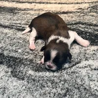 AKC OLIVER , a male Shih Tzu for sale in Brookfield, WI – 4 of 4