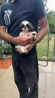 BROOKFIELD AKC registered Daisy, a female Shih Tzu for sale in Brookfield, WI – 2 of 2