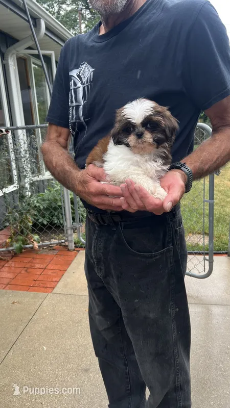 BROOKFIELD AKC registered Daisy – Shih Tzu puppy for sale in Brookfield, WI