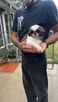 BROOKFIELD AKC registered Daisy, a female Shih Tzu for sale in Brookfield, WI – 1 of 2