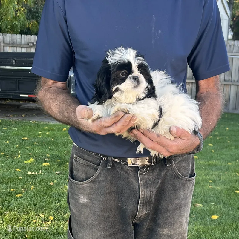 BUDDY SHIHTZU – Shih Tzu puppy for sale in Brookfield, WI
