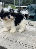 BROOKFIELD BOY CHARLIE SHICHON , a male Shih Tzu for sale in Brookfield, WI – 2 of 3