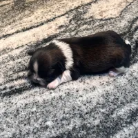 AKC HENRY , a male Shih Tzu for sale in Brookfield, WI – 4 of 5