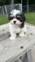 Brookfield Boy Teddy, a male Shih Tzu for sale in Brookfield, WI – 3 of 3