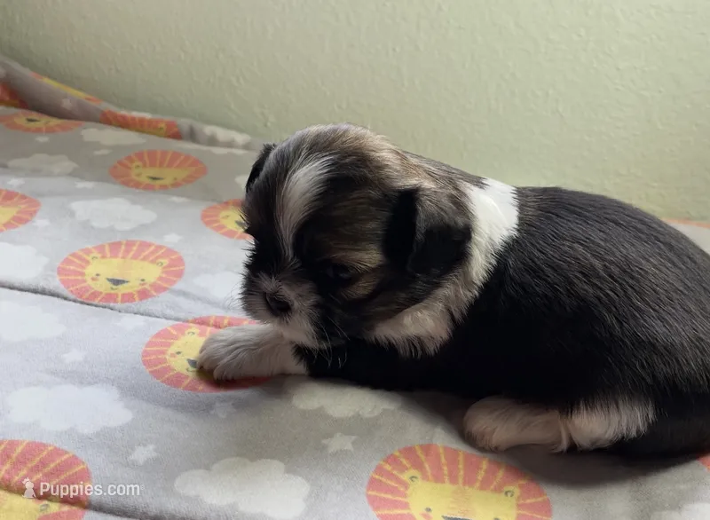 BUDDY  – Shih Tzu puppy for sale in Brookfield, WI