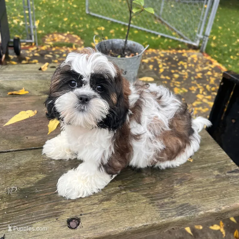 Chip – Shih Tzu puppy for sale in Brookfield, WI