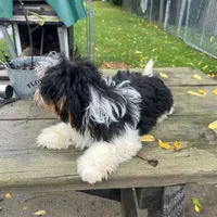 CHARLIE , a male Shichon for sale in Brookfield, WI – 2 of 3