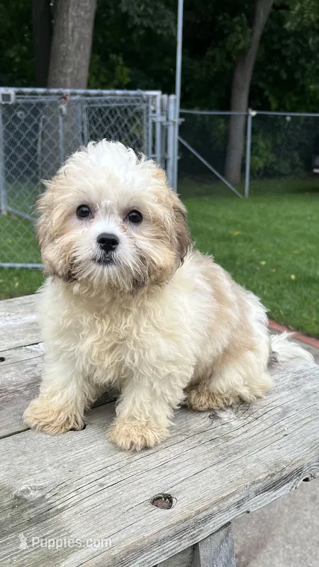EDDIE  – Shichon puppy for sale in Brookfield, WI