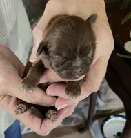 BROOKFIELD COCO GIRL, a female Shih Tzu for sale in Brookfield, WI – 2 of 4