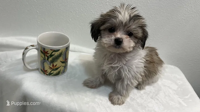 MILWAUKEE AREA BOY READY – Shichon puppy for sale in Brookfield, WI