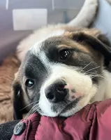 MILW -COLLIE/HEELER BOY, a male Collie for sale in Brookfield, WI – Photo 3 of 4