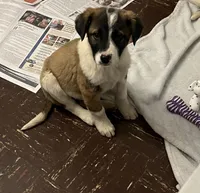 MILW -COLLIE/HEELER BOY, a male Collie for sale in Brookfield, WI – Photo 2 of 4