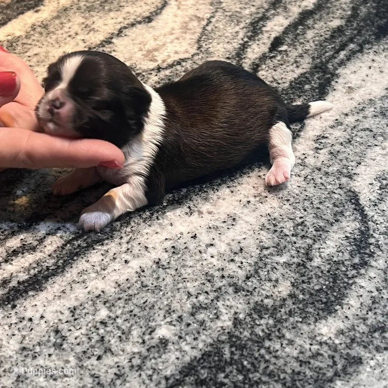 AKC HENRY  – Shih Tzu puppy for sale in Brookfield, WI