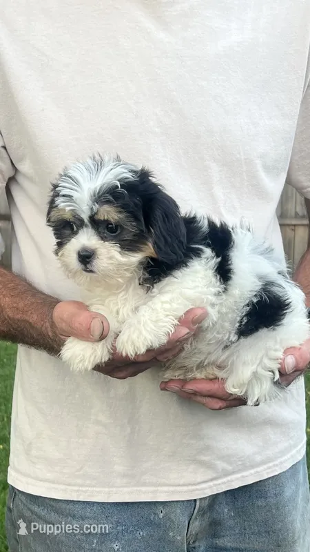 Brookfield boy, buddy Shichon – Shih Tzu puppy for sale in Brookfield, WI