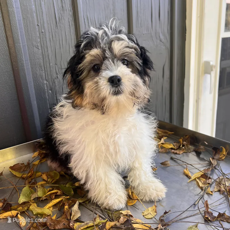 ROSE – Shichon puppy for sale in Brookfield, WI