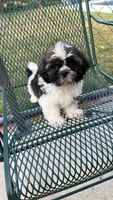 BROOKFIELD (BUSTER) AKC registered boy, a male Shih Tzu for sale in Brookfield, WI – 5 of 7