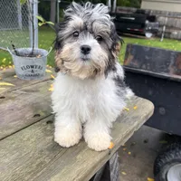 ROSE, a female Shichon for sale in Brookfield, WI – 3 of 3