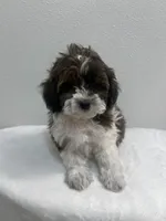MILWAUKEE AREA BOY READY, a male Shihpoo for sale in Brookfield, WI – Photo 2 of 2