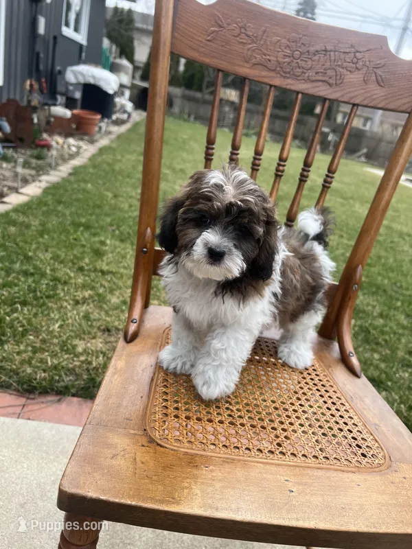 MILWAUKEE AREA BOY READY – Shihpoo puppy for sale in Brookfield, WI