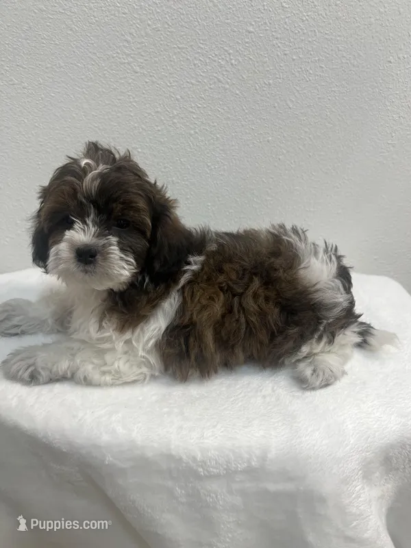 MILWAUKEE AREA BOY READY – Shihpoo puppy for sale in Brookfield, WI