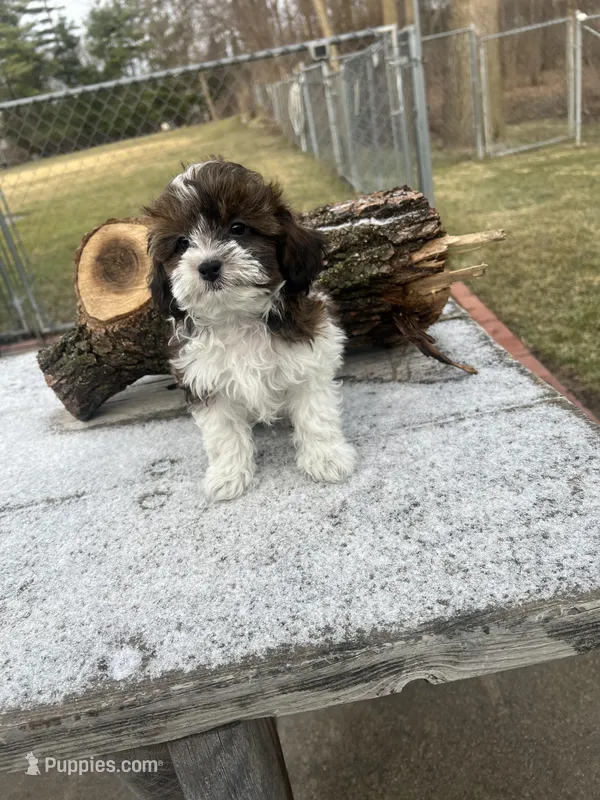 MILWAUKEE AREA BOY READY – Shihpoo puppy for sale in Brookfield, WI