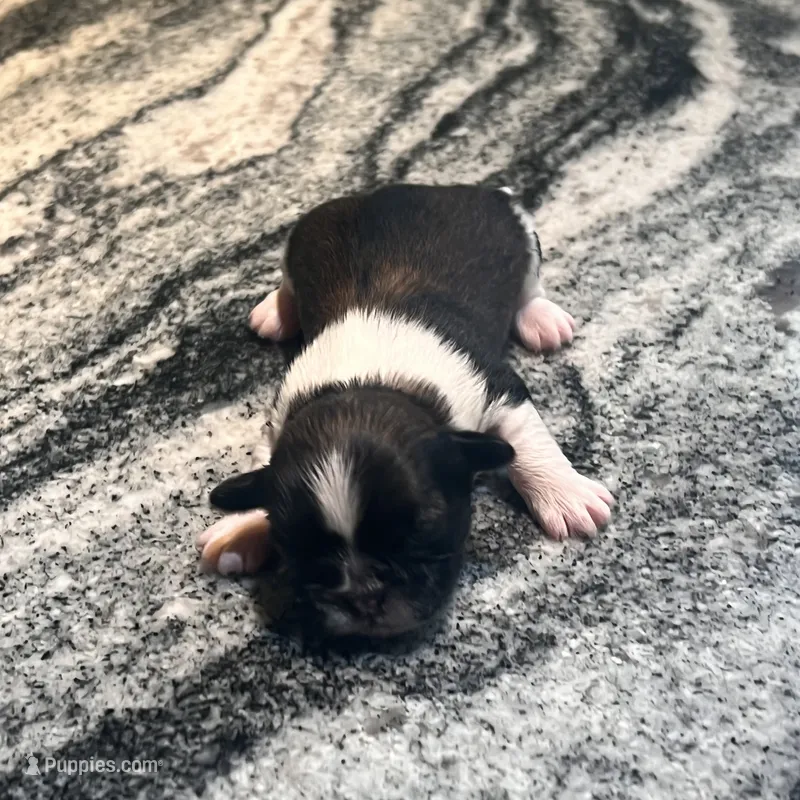 AKC ROMEO  – Shih Tzu puppy for sale in Brookfield, WI