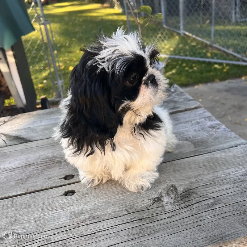DALE SHIHTZU – Shih Tzu puppy for sale in Brookfield, WI