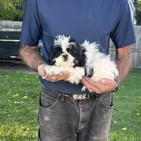 BUDDY SHIHTZU, a male Shih Tzu for sale in Brookfield, WI – 1 of 4