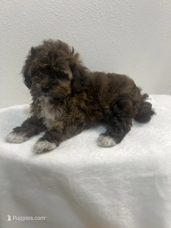 MILWAUKEE AREA BOY READY – Shihpoo puppy for sale in Brookfield, WI