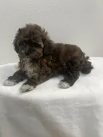 MILWAUKEE AREA BOY READY, a male Shihpoo for sale in Brookfield, WI – Photo 1 of 2